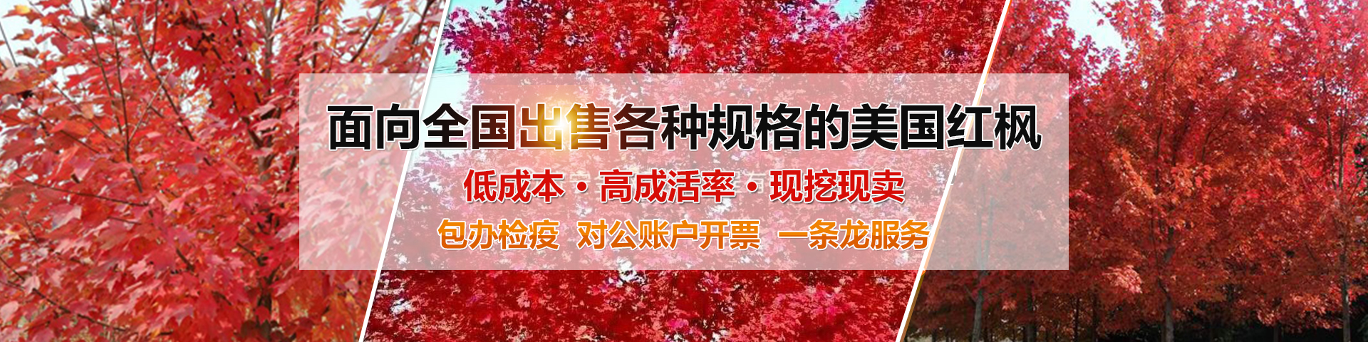 濟寧金楓園林工程有限公司