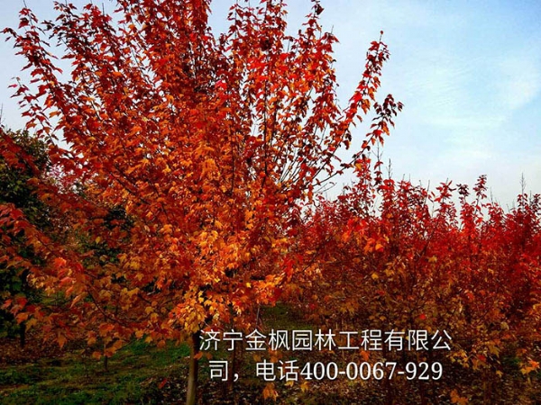 三、購(gòu)買我們紅楓具體流程是怎么進(jìn)行的？