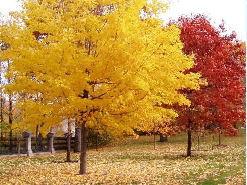 一、我們的紅楓為何能保障在同類產(chǎn)品中價(jià)錢低？