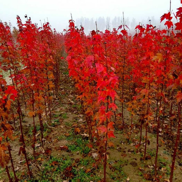 紅點(diǎn)紅楓