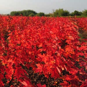 太陽谷紅楓