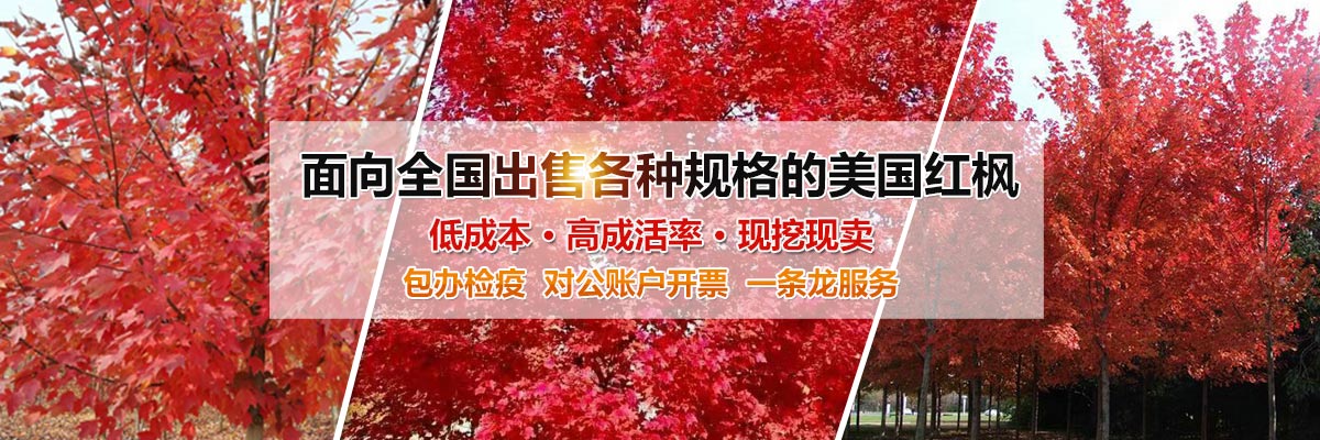 濟(jì)寧金楓園林工程有限公司