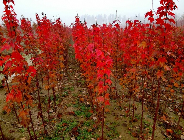 夏季美國(guó)紅楓是如何生長(zhǎng)的